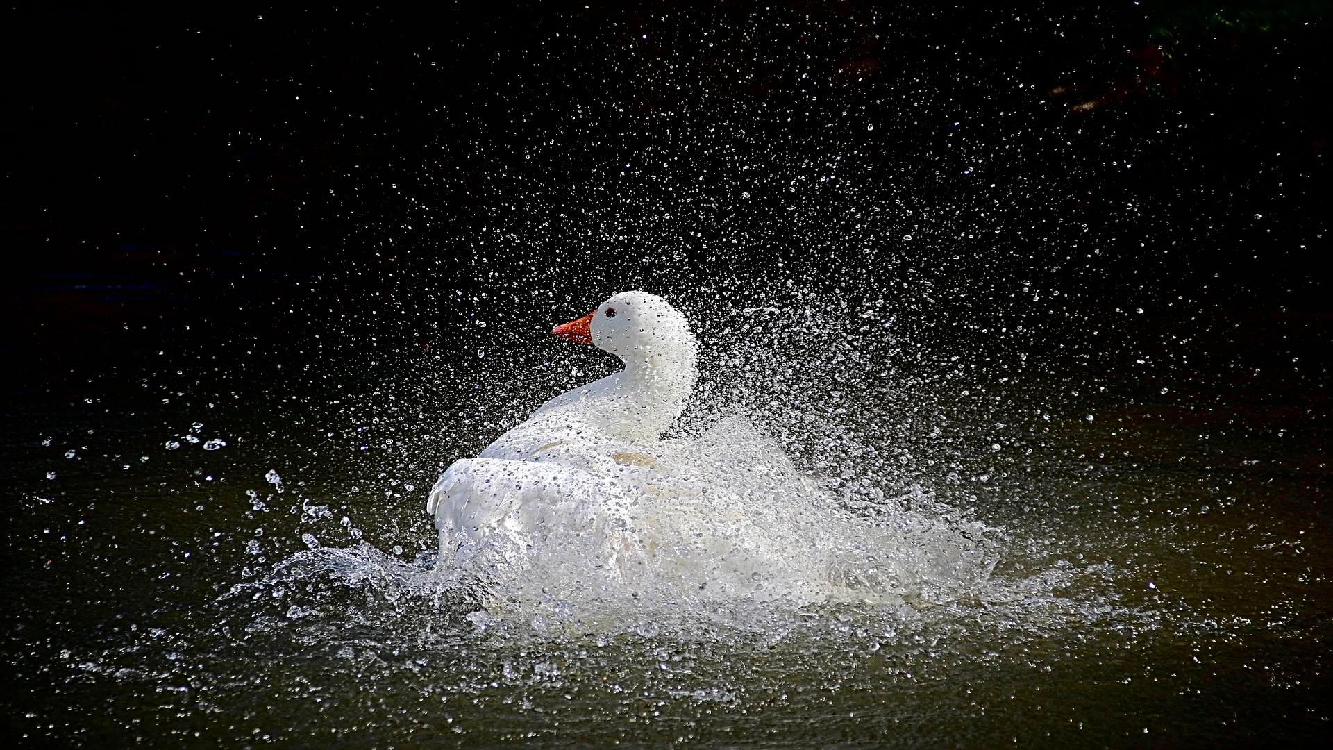 Canard  P SEGUELA