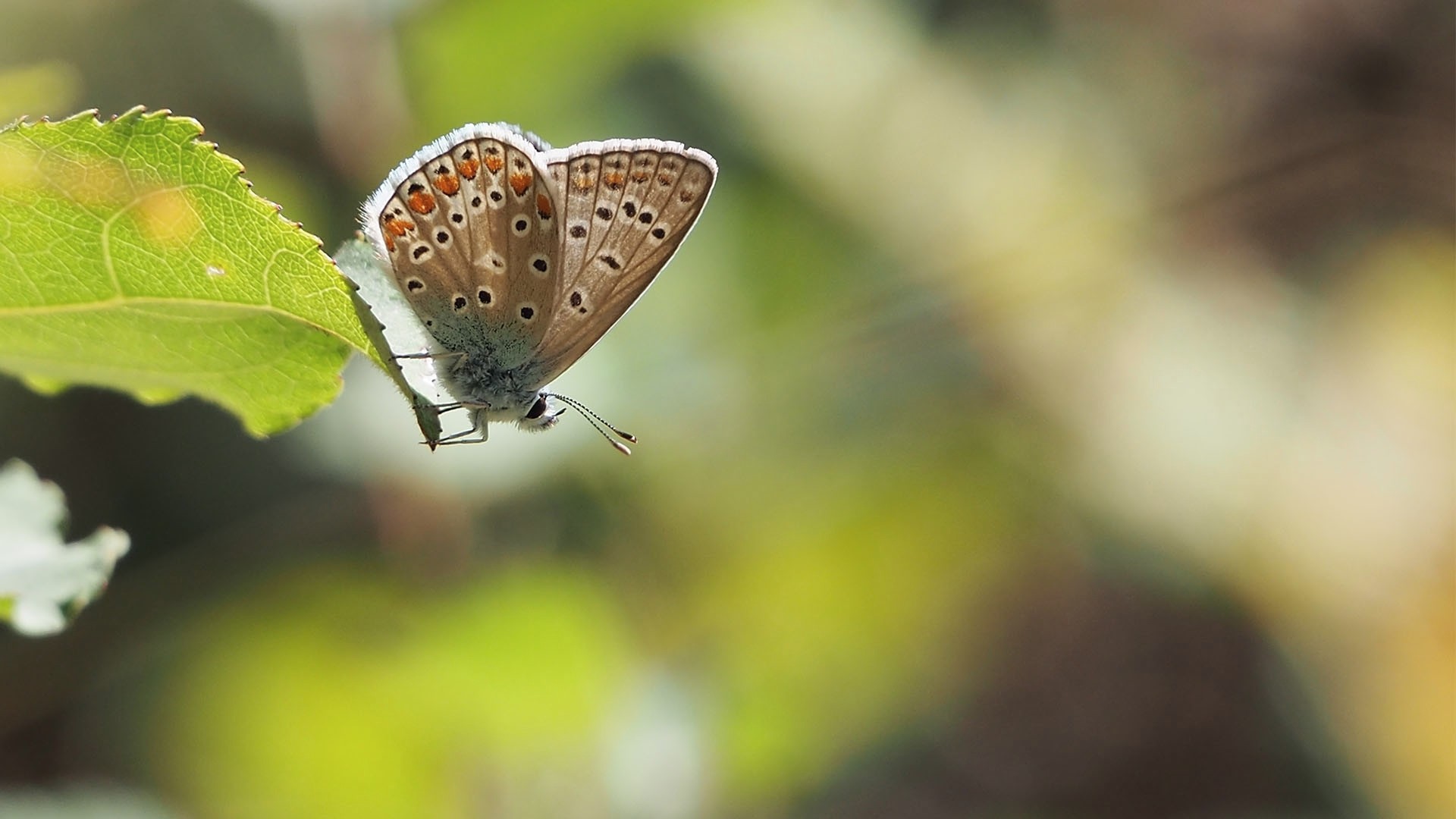 GAURIVEAU FREDERIC  Papillon