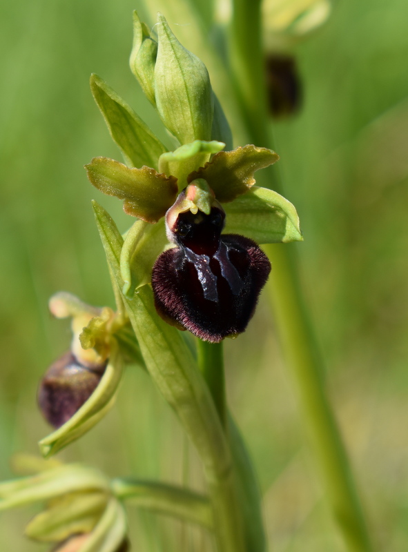 Orchidée Sauvage-Christine