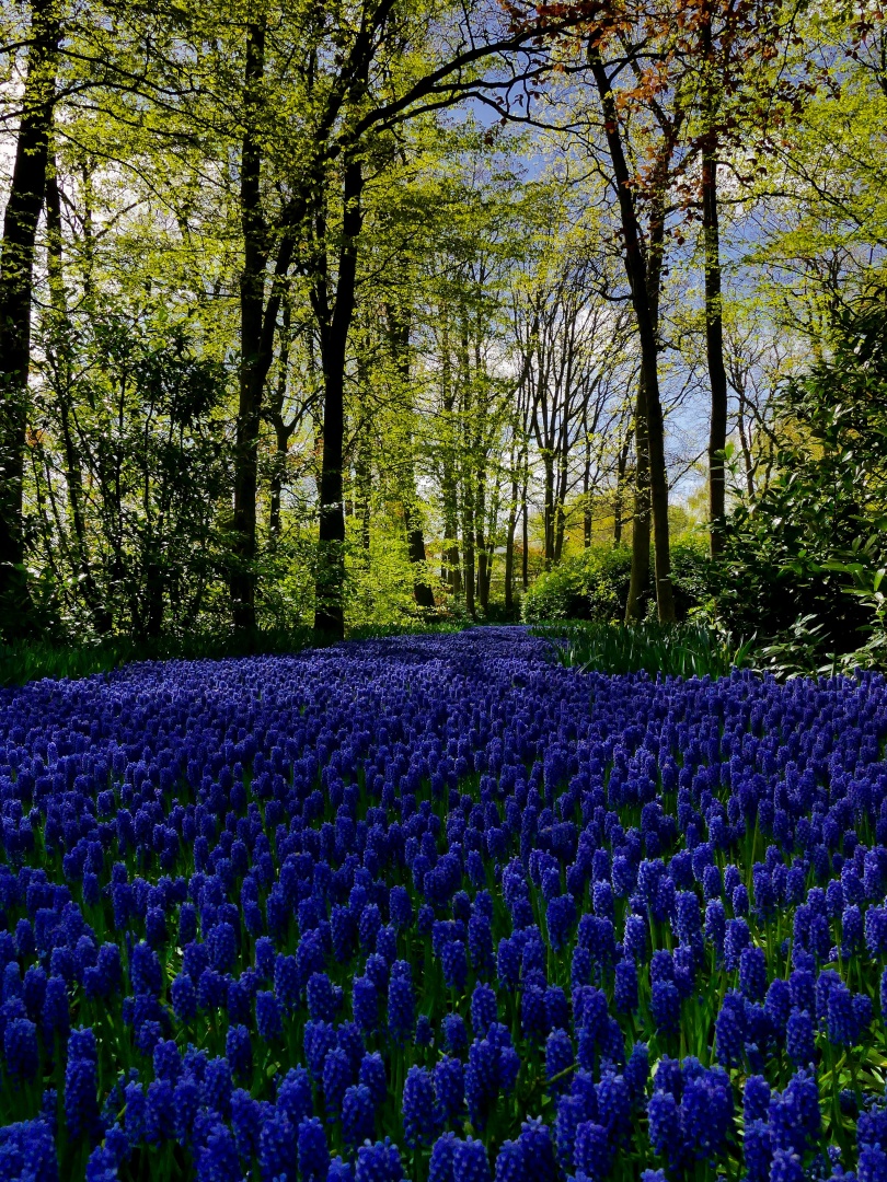 Keukenhof Pays-Bas